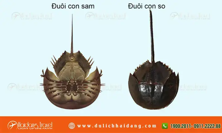 88 Tiếng Anh Là Gì 88 Tiếng Anh Là Gì