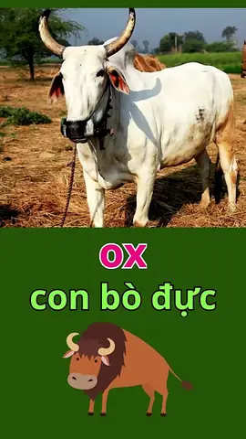 Bò Đực Tiếng Anh Là Gì