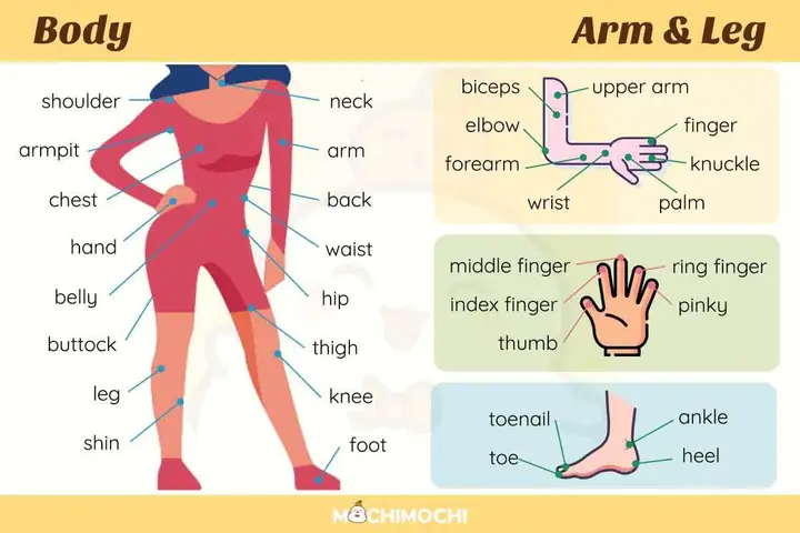 Cào Bằng Tiếng Anh Là Gì Cào Bằng Tiếng Anh Là Gì