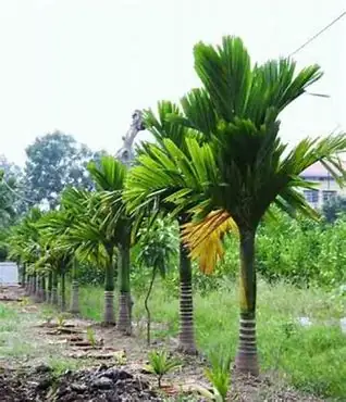 Cây Cau Tiếng Anh Là Gì Cây Cau Tiếng Anh Là Gì