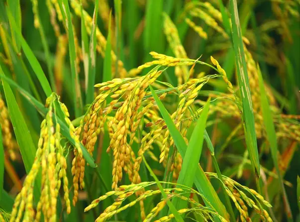 Cấy Lúa Tiếng Anh Là Gì