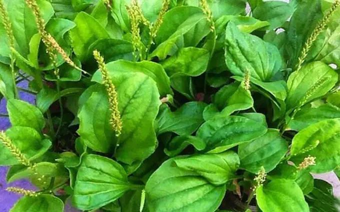 Cây Mạ Tiếng Anh Là Gì Cây Mạ Tiếng Anh Là Gì