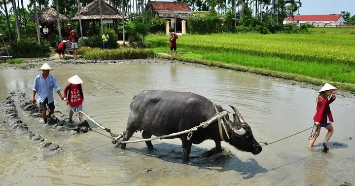 Cày Ruộng Tiếng Anh Là Gì