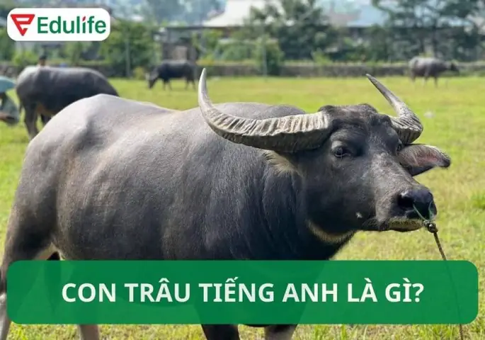 Chăn Trâu Tiếng Anh Là Gì