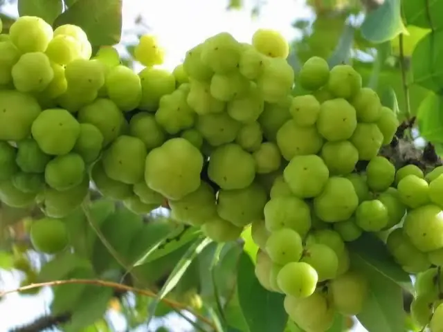 Chum Tiếng Anh Là Gì