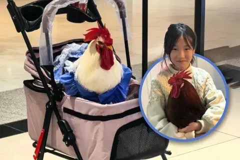 Cưng Chiều Tiếng Anh Là Gì