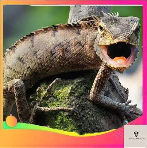 Dragon Đọc Tiếng Anh Là Gì