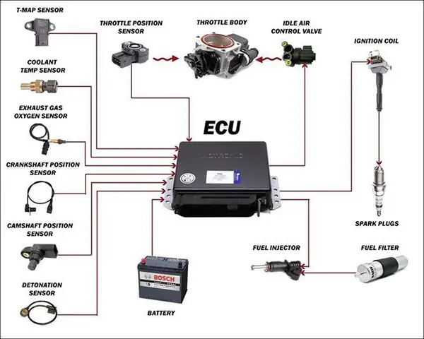 Ecu Tiếng Anh Là Gì