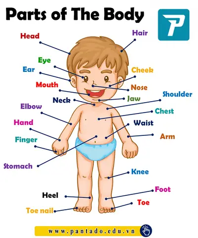 Feet Trong Tiếng Anh Là Gì Feet Trong Tiếng Anh Là Gì