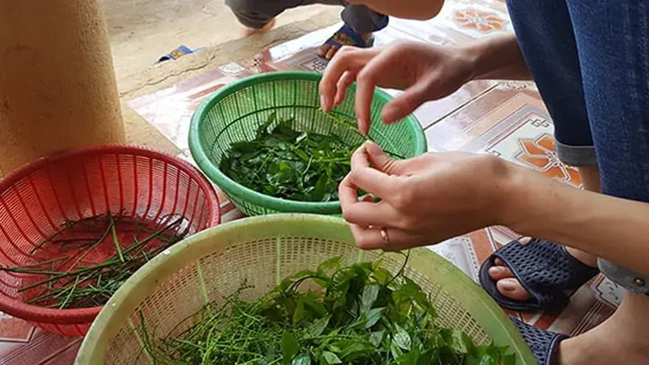 Hái Rau Tiếng Anh Là Gì