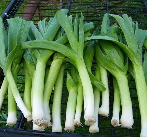 Hành Baro Tiếng Anh Là Gì