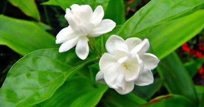 Hoa Lài Tiếng Anh Là Gì Hoa Lài Tiếng Anh Là Gì