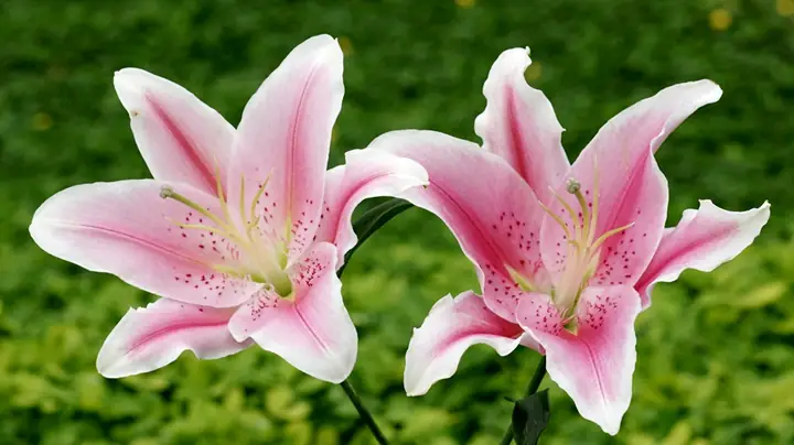 Hoa Lily Tiếng Anh Là Gì