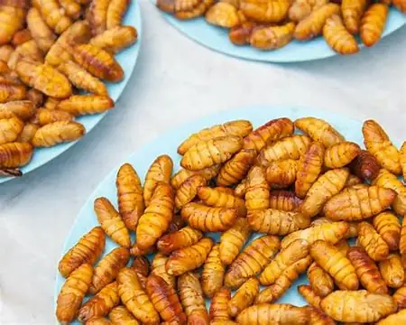 Nhộng Tiếng Anh Là Gì