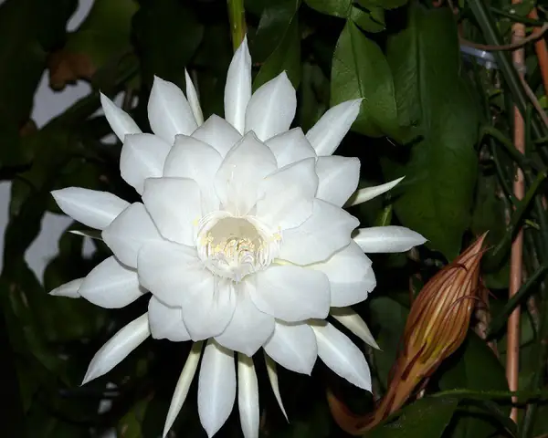Quỳnh Tiếng Anh Là Gì