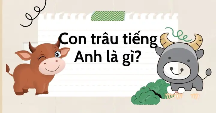Trâu Rừng Tiếng Anh Là Gì Trâu Rừng Tiếng Anh Là Gì