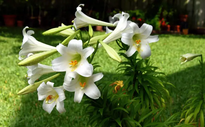 Bách Hợp Tiếng Anh Là Gì