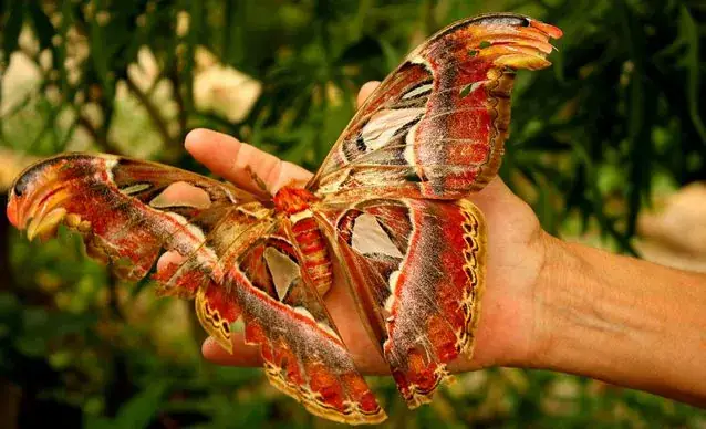 Bướm Đêm Tiếng Anh Là Gì Bướm Đêm Tiếng Anh Là Gì