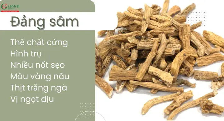 Đẳng Sâm Tiếng Anh Là Gì