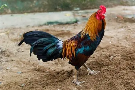 Gà Tre Tiếng Anh Là Gì Gà Tre Tiếng Anh Là Gì