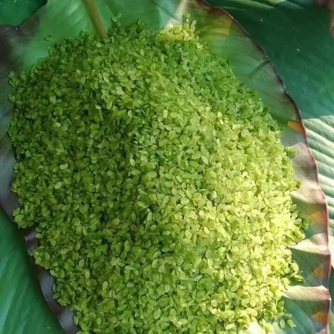 Hạt Cốm Tiếng Anh Là Gì