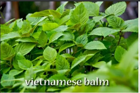 Kinh Giới Tiếng Anh Là Gì Kinh Giới Tiếng Anh Là Gì
