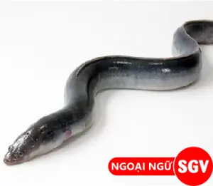Lươn Biển Tiếng Anh Là Gì