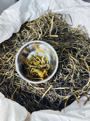 Người Chile Tiếng Anh Là Gì