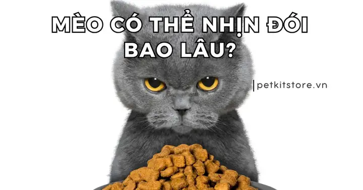 Nhịn Đói Tiếng Anh Là Gì Nhịn Đói Tiếng Anh Là Gì