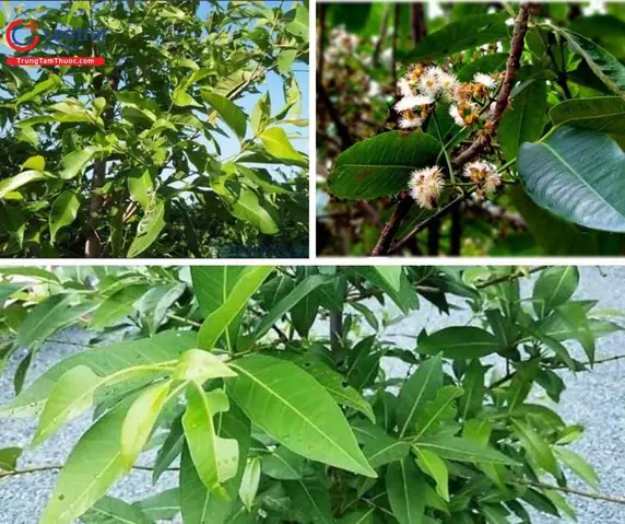 Nụ Vối Tiếng Anh Là Gì Nụ Vối Tiếng Anh Là Gì
