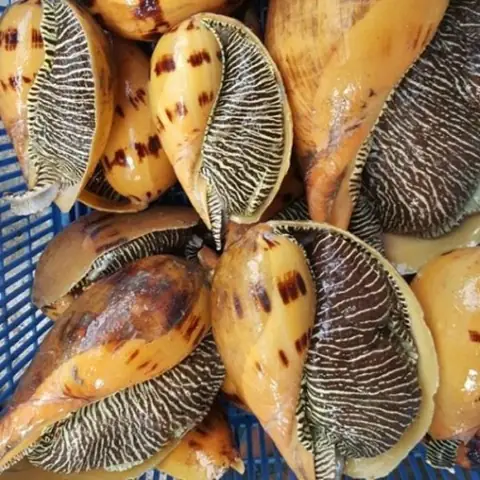 Ốc Giác Tiếng Anh Là Gì Ốc Giác Tiếng Anh Là Gì