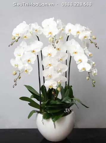 Tinh Khôi Tiếng Anh Là Gì