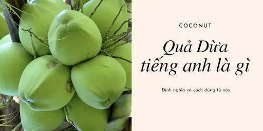 Nước Dừa Trong Tiếng Anh Là Gì? Tất Tần Tật Từ Vựng, Cách Dùng Và Những Điều Thú Vị